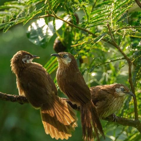 Spiny Babblers are only found in Nepal