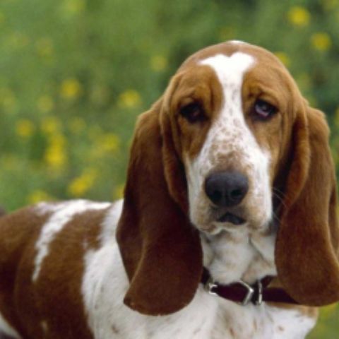 Dog breeds with long ears are attractive
