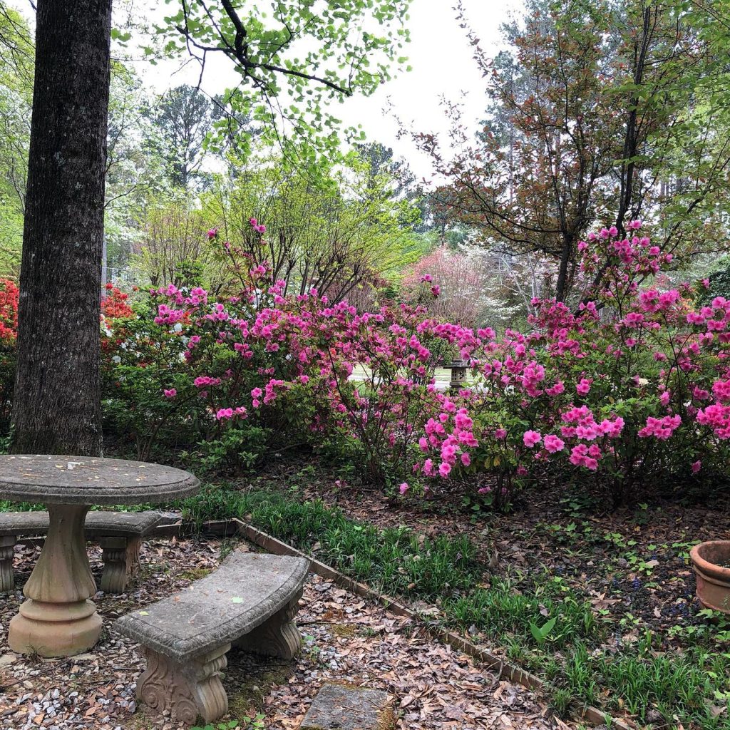 Pink flowers in Renee Chahoy's garden 